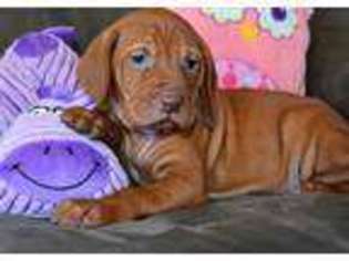 Vizsla Puppy for sale in Aguanga, CA, USA