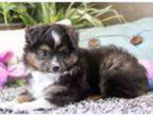 Miniature Australian Shepherd Puppy for sale in Sarasota, FL, USA