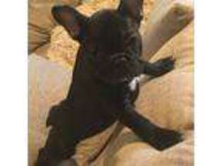 French Bulldog Puppy for sale in Berwick, ME, USA
