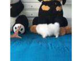 Pomeranian Puppy for sale in West Palm Beach, FL, USA