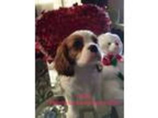 Cavalier King Charles Spaniel Puppy for sale in Huntsville, AL, USA