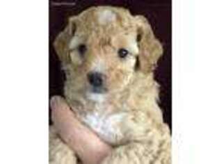Labradoodle Puppy for sale in Clayton, WA, USA