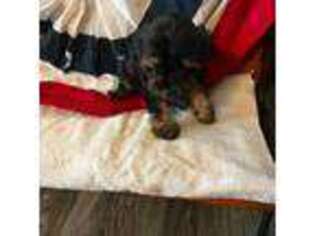 Cavapoo Puppy for sale in Strasburg, CO, USA