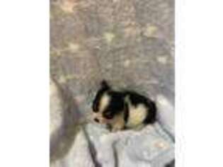 Chihuahua Puppy for sale in Loris, SC, USA