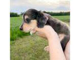 Dachshund Puppy for sale in Cordele, GA, USA