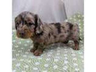 Dachshund Puppy for sale in Bloomington, IN, USA