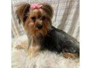 Yorkshire Terrier Puppy for sale in Riverton, WY, USA