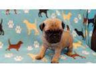 Pug Puppy for sale in Dayton, OH, USA