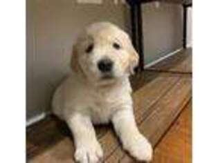 Golden Retriever Puppy for sale in Brentwood, CA, USA