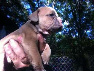 Olde English Bulldogge Puppy for sale in Hartwell, GA, USA