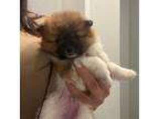 Pomeranian Puppy for sale in Port Saint Lucie, FL, USA