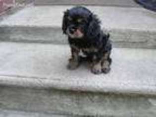 Cavalier King Charles Spaniel Puppy for sale in Essex, MD, USA