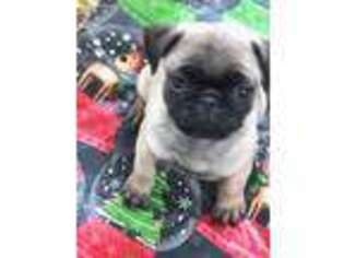 Pug Puppy for sale in Berryville, VA, USA