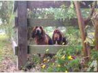 Bloodhound Puppy for sale in DAYTON, TX, USA