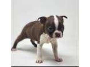 Boston Terrier Puppy for sale in Tucson, AZ, USA