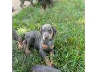 Doberman Pinscher Puppy for sale in Owings Mills, MD, USA