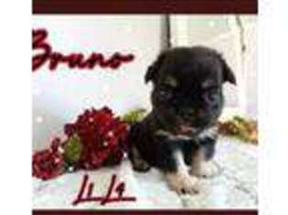 French Bulldog Puppy for sale in Pembroke, KY, USA