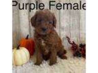 Goldendoodle Puppy for sale in Bogue Chitto, MS, USA