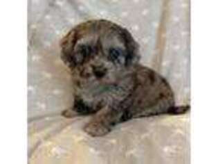 Shih-Poo Puppy for sale in Albany, OR, USA
