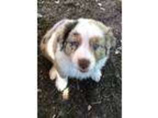 Australian Shepherd Puppy for sale in Sugar Grove, PA, USA
