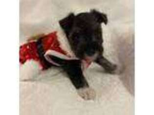Mutt Puppy for sale in Anthony, FL, USA
