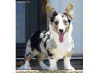 Cardigan Welsh Corgi Puppy for sale in Moffat, CO, USA