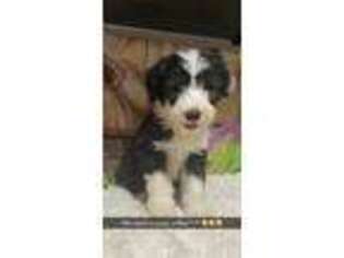 Old English Sheepdog Puppy for sale in Lexington, KY, USA