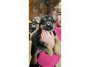 German Shepherd Dog Puppy for sale in Finley, ND, USA