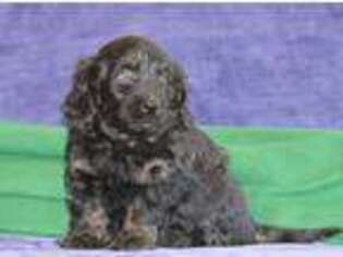 Cavapoo Puppy for sale in Leola, PA, USA