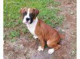 Boxer Puppy for sale in Franklin, VA, USA