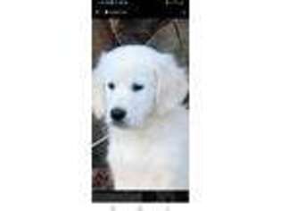 Golden Retriever Puppy for sale in Belleview, FL, USA