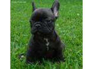 French Bulldog Puppy for sale in London, KY, USA