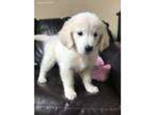 Golden Retriever Puppy for sale in Gaffney, SC, USA