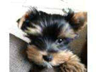 Yorkshire Terrier Puppy for sale in Crivitz, WI, USA