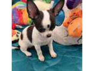 Chihuahua Puppy for sale in Coldwater, MS, USA