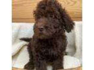 Labradoodle Puppy for sale in Owenton, KY, USA