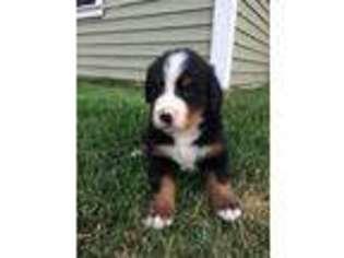 Bernese Mountain Dog Puppy for sale in Metamora, IL, USA