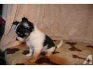 Chihuahua Puppy for sale in GLEN ALLEN, VA, USA