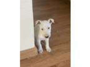Bull Terrier Puppy for sale in Fairfield, CA, USA