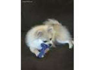 Pomeranian Puppy for sale in Havre De Grace, MD, USA