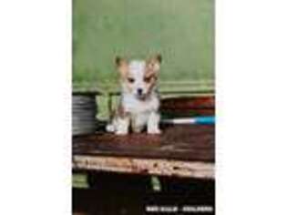 Pembroke Welsh Corgi Puppy for sale in Spanish Fork, UT, USA
