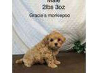 Maltese Puppy for sale in Fairbury, IL, USA