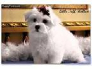 Maltese Puppy for sale in Milton, WV, USA