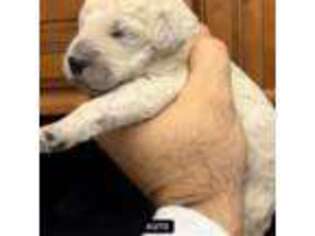 Mutt Puppy for sale in New Smyrna Beach, FL, USA