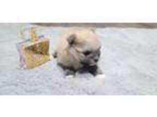 Pomeranian Puppy for sale in Sandpoint, ID, USA