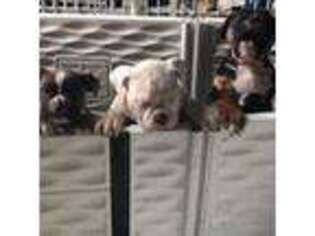 Olde English Bulldogge Puppy for sale in Bellingham, WA, USA