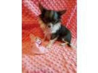 Chihuahua Puppy for sale in South Lyon, MI, USA