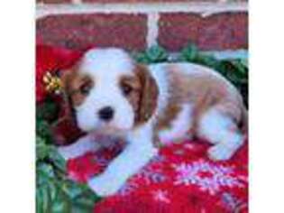 Cavalier King Charles Spaniel Puppy for sale in Grabill, IN, USA