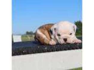 Bulldog Puppy for sale in Nappanee, IN, USA