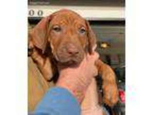 Rhodesian Ridgeback Puppy for sale in Kuna, ID, USA